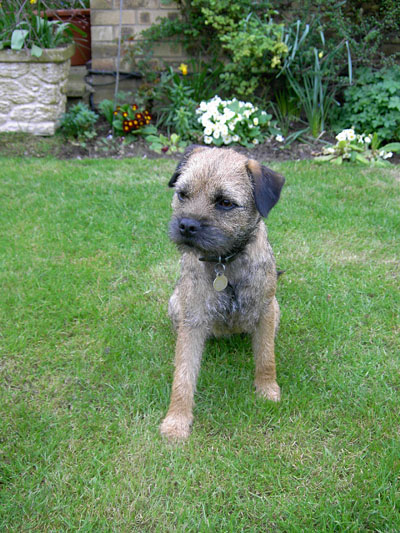 Bumble - One of our previous Border Terrier puppies at 1 Year Old - 